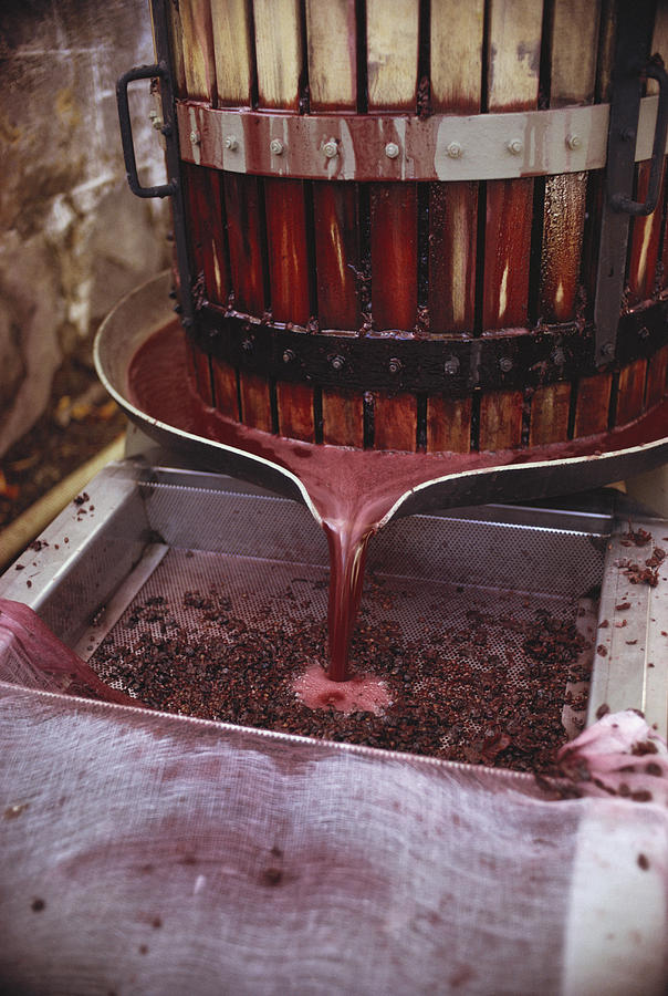 Winemaking Photograph by Earl Roberge