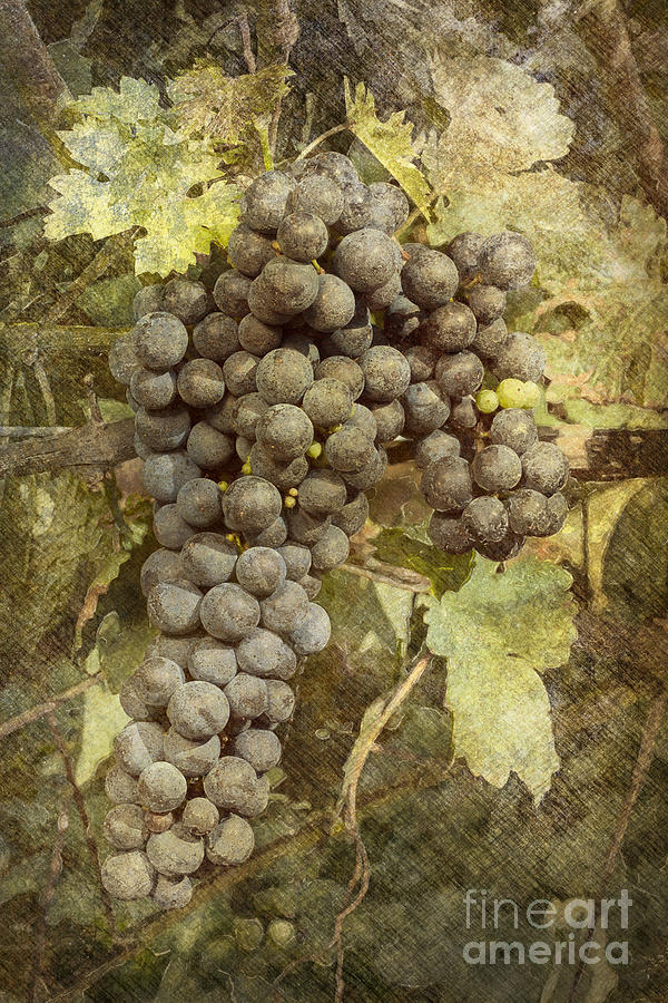 Winery Grapes Photograph by Carrie Cranwill
