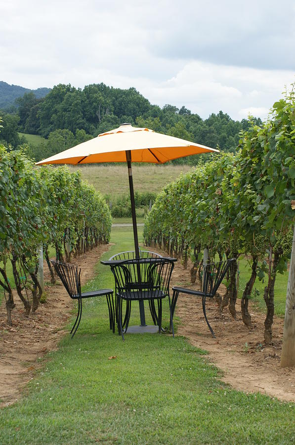 Grapes Photograph - Winery by Heidi Poulin Grapes Photograph - Winery by Heidi Poulin