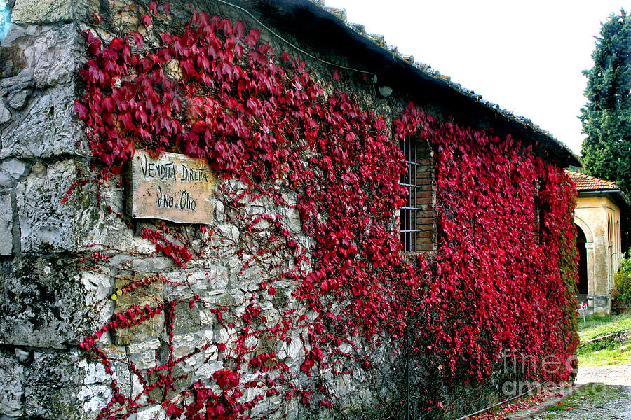Winery Ivy Photograph by Timothy Hacker