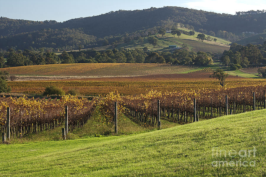 Nature Photograph - Winery View Australia Victoria by Joy Watson