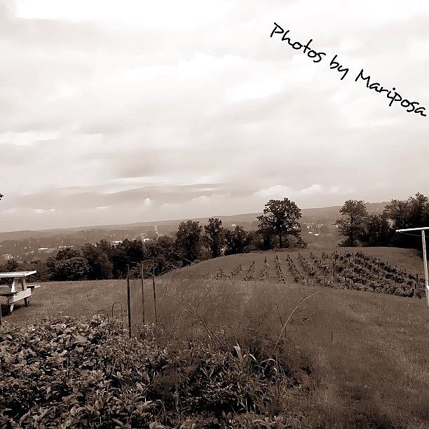 Vineyard Photograph - #winery#photooftheday #picoftheday by Angela Ritchie