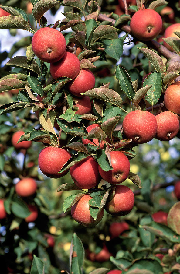 Winesap Apples Photograph by E.r. Degginger - Fine Art America