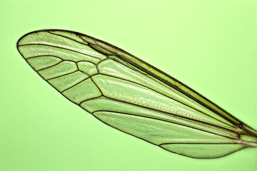 Wing of a Crane fly (Tipula paludosa) close-up. Photograph by Mikroman6