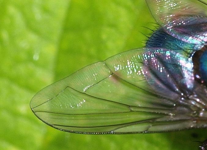 Wing Of A Fly Photograph by Ann Dithmer - Fine Art America