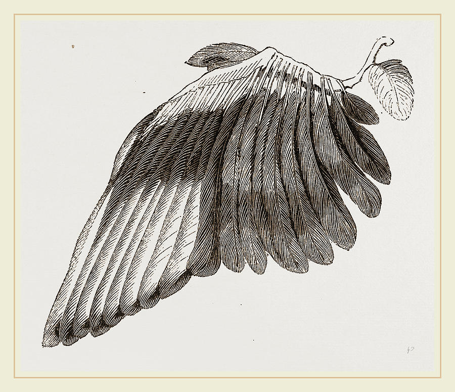 Wing Of Magpie Drawing by Litz Collection - Fine Art America
