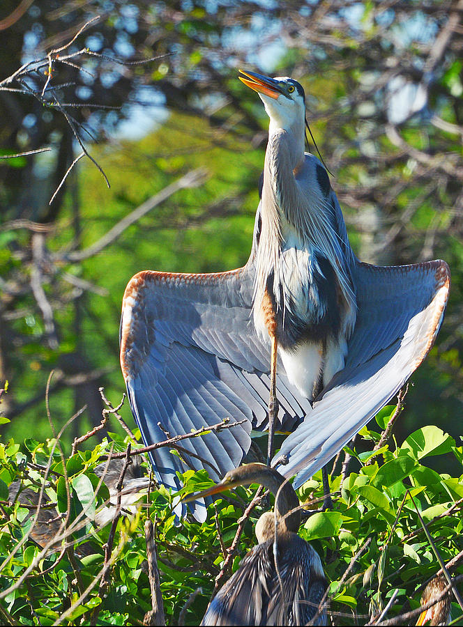 Wing Posing Photograph By John Robert Galuppo - Fine Art America