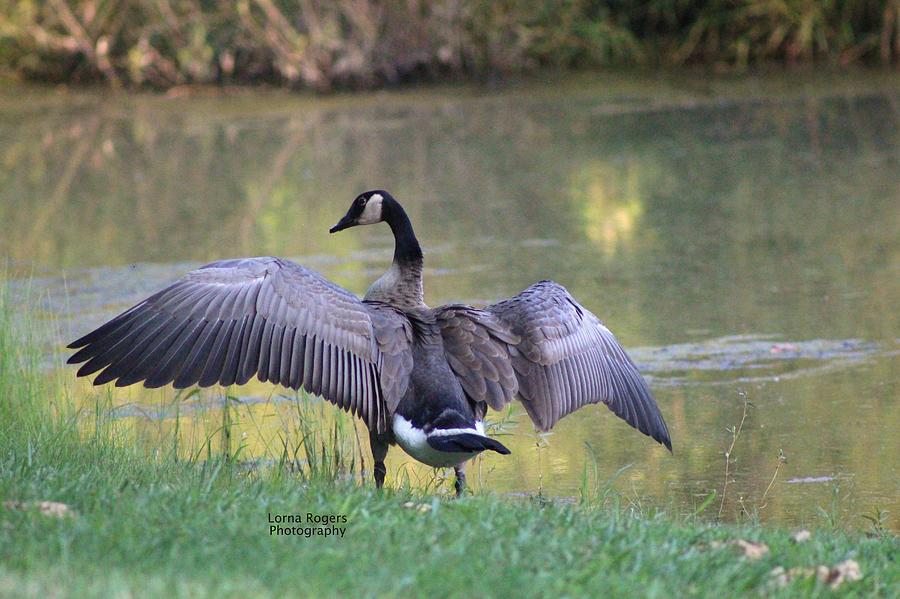 Wing Span Photograph by Lorna Rose Marie Mills DBA  Lorna Rogers Photography