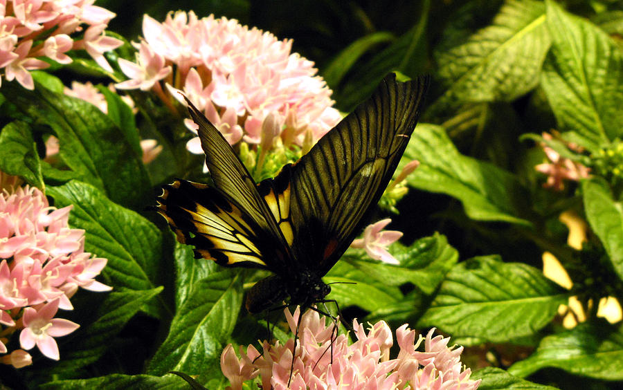 Winged Beauty Photograph by Jennifer Wheatley Wolf