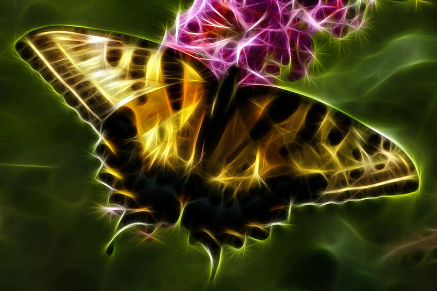 Butterfly Wings Photograph - Winged Beauty by Joann Copeland-Paul