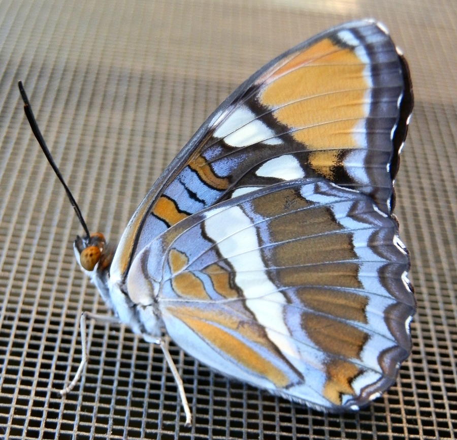 Winged Beauty side view Photograph by William McCoy