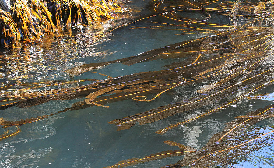 Winged Kelp Photograph by Nancy Sefton