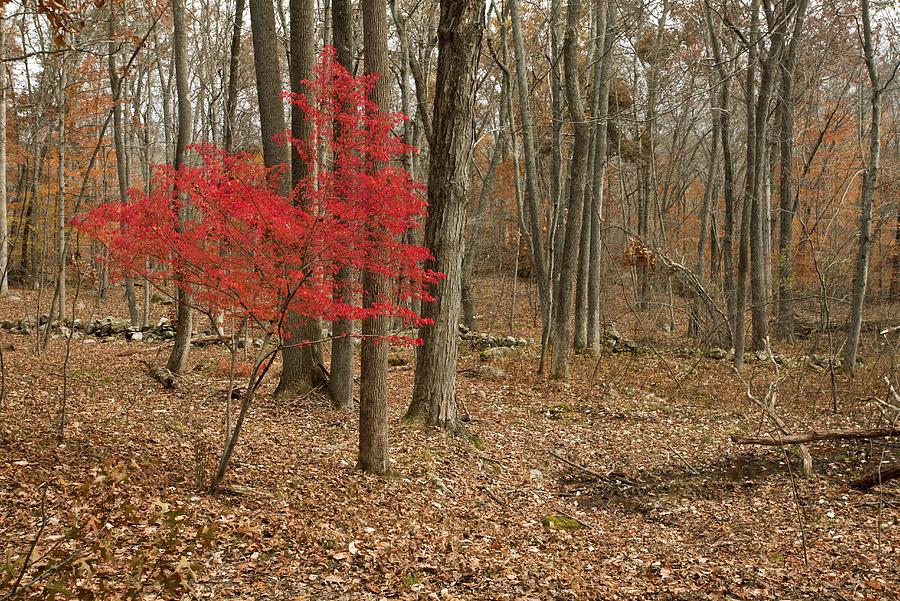 Winged spindle tree in woodland Photograph by Science Photo Library