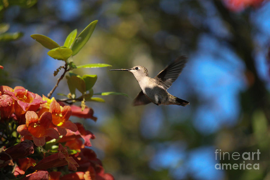 Hummingbird Photograph - Winged Wonders by Diana Black