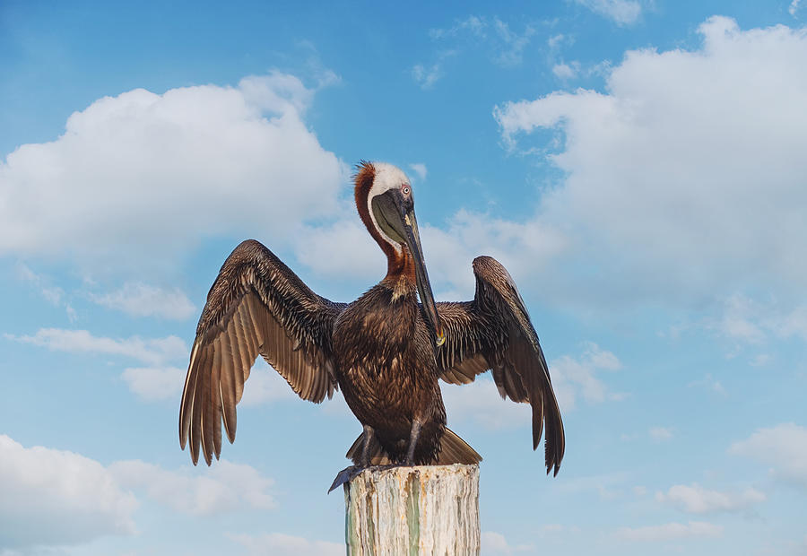 Pelican Photograph - Wings - Florida Brown Pelican by Kim Hojnacki
