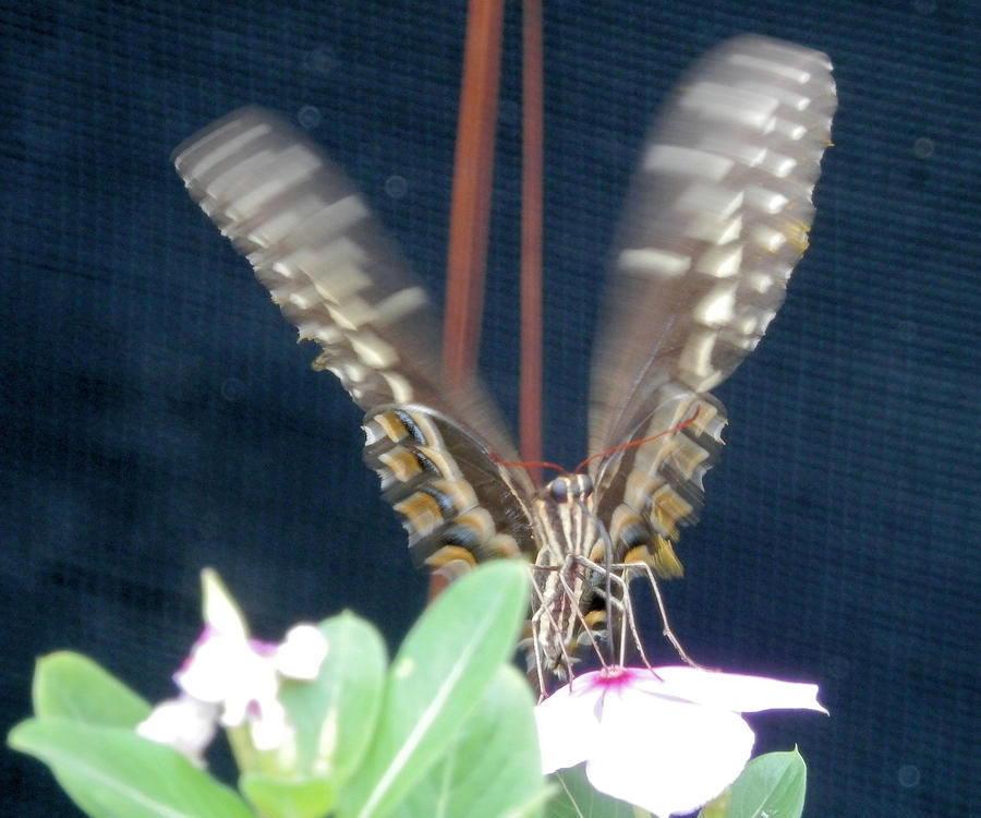 Beautiful Wings in Motion Photograph by Belinda Lee