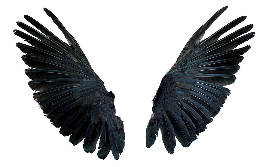 Wings Isolated On White Photograph by Andrew howe