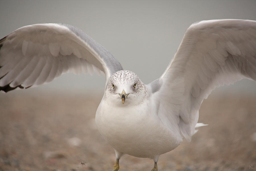 Seagull Photograph - Wings by Karol Livote