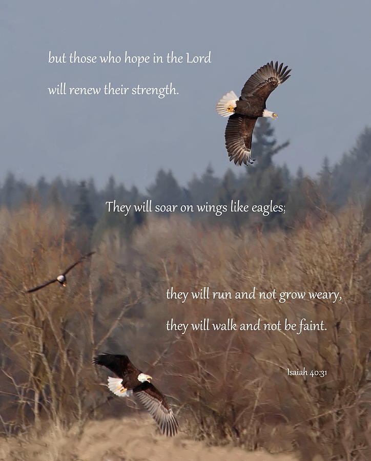 Eagle Photograph - Wings Like Eagles by Angie Vogel