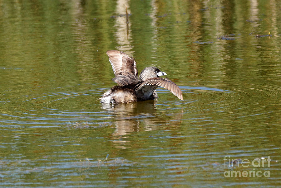 Duck Photograph - Wings by Lori Tordsen