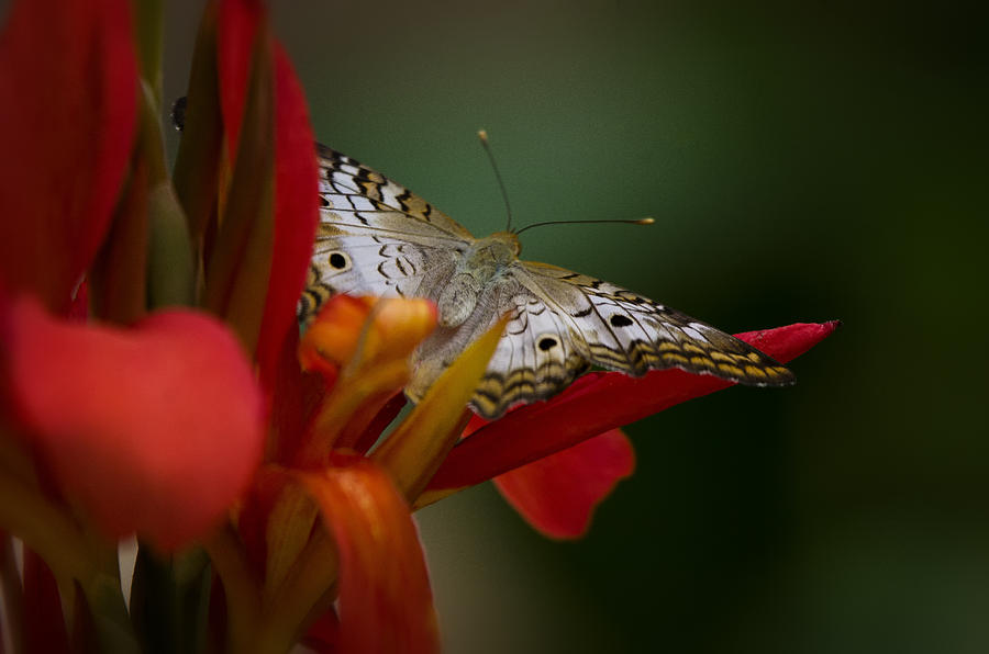 Wings of A Butterfly  Photograph by Saija Lehtonen