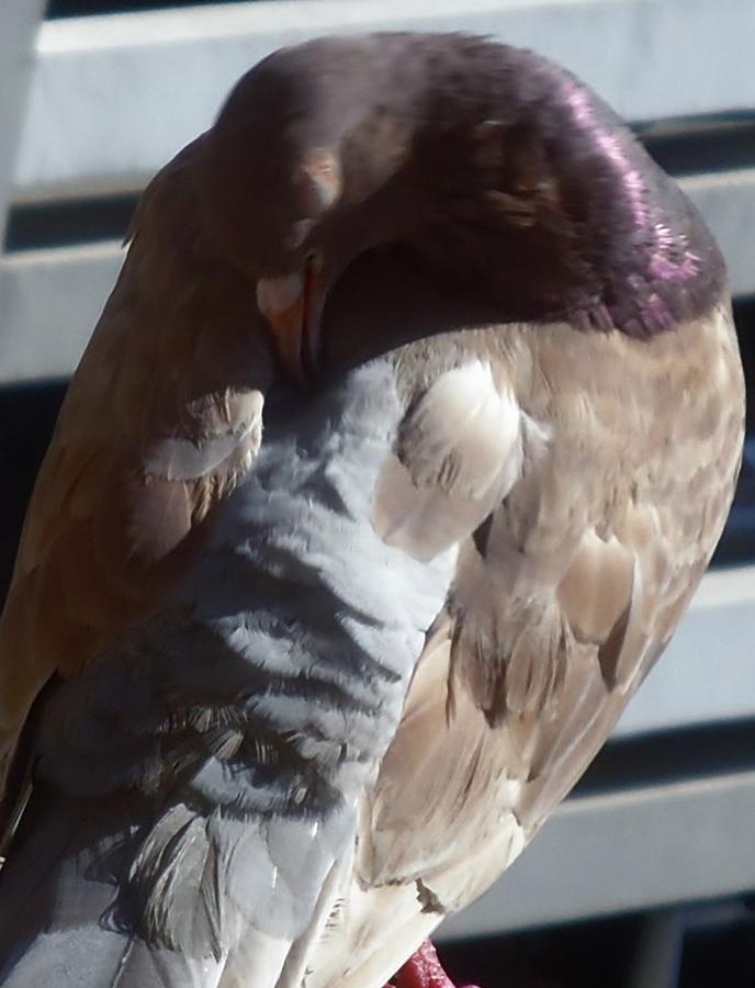 wings of a Dove Photograph by Tuntufye Abel - Fine Art America