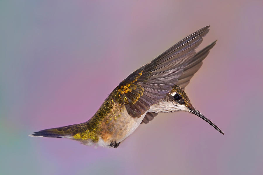 Wings of a Hummingbird Photograph by Leda Robertson