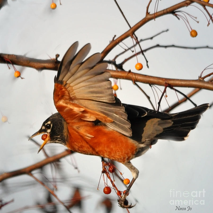 Wings of a Robin Photograph by Nava Thompson