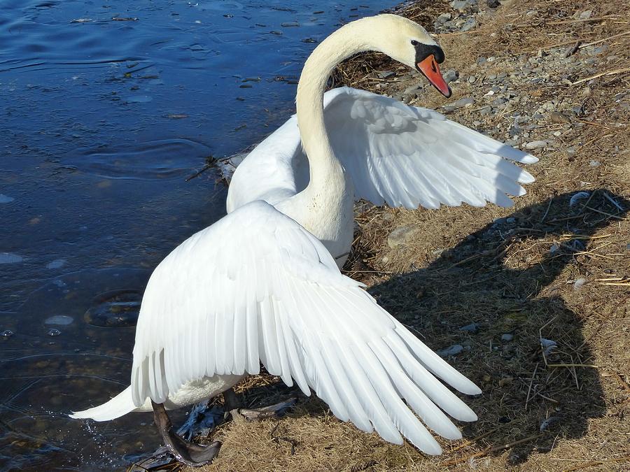 Mute Swan Photograph - Wings of a Swan by Elaine Franklin