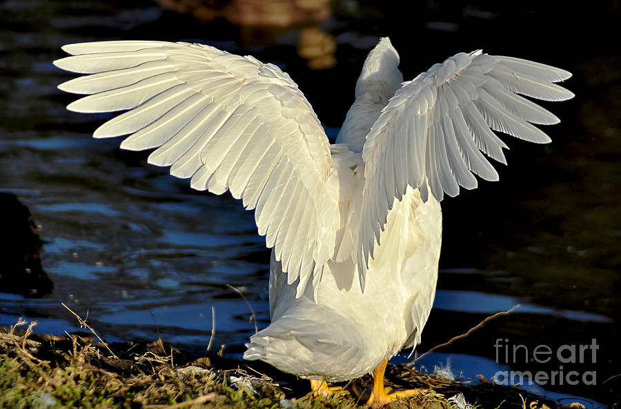 Duck Photograph - Wings of a White Duck by Kaye Menner
