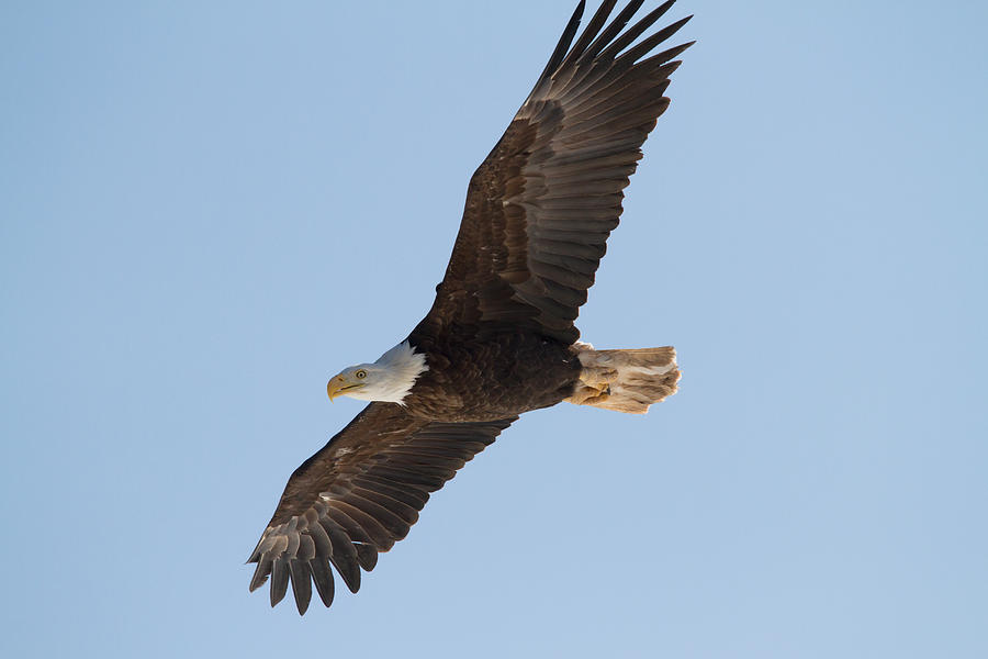 Wings of an Eagle Photograph by David Elliott | Pixels