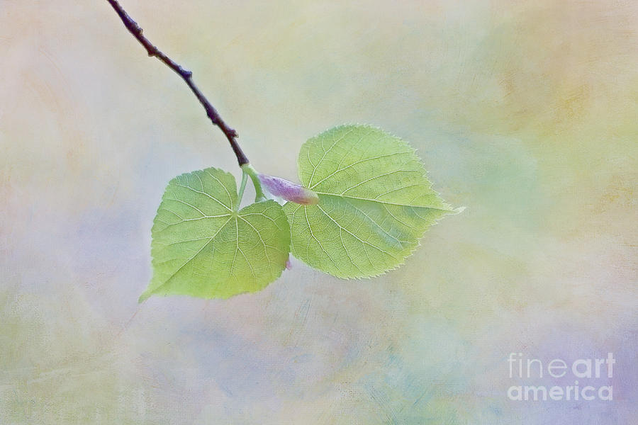 Spring Photograph - Wings of love by Maria Ismanah Schulze-Vorberg