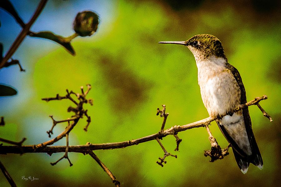 Hummingbird - Perched - Wings of Summer Photograph by Barry Jones