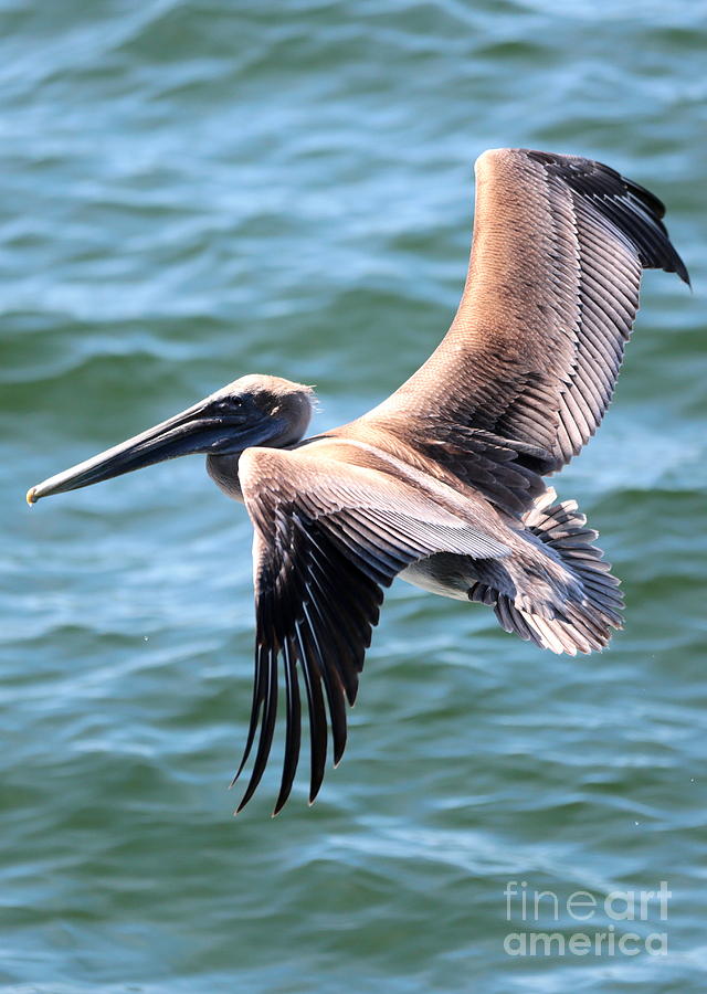 Pelican Photograph - Wings of the Pelican by Carol Groenen