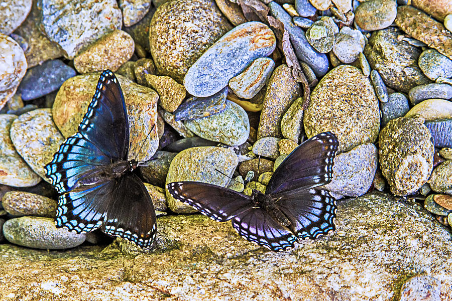 Wings on the Rocks Photograph by Barry Jones