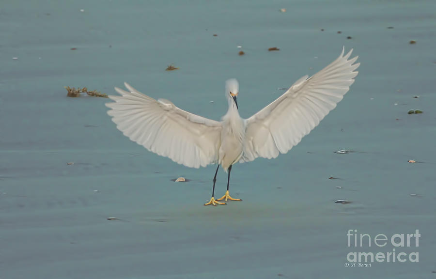 Egret Photograph - Wings Outstretched by Deborah Benoit