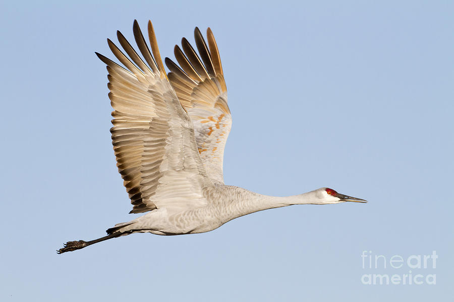 Wings up Sandhill Crane Photograph by Bryan Keil