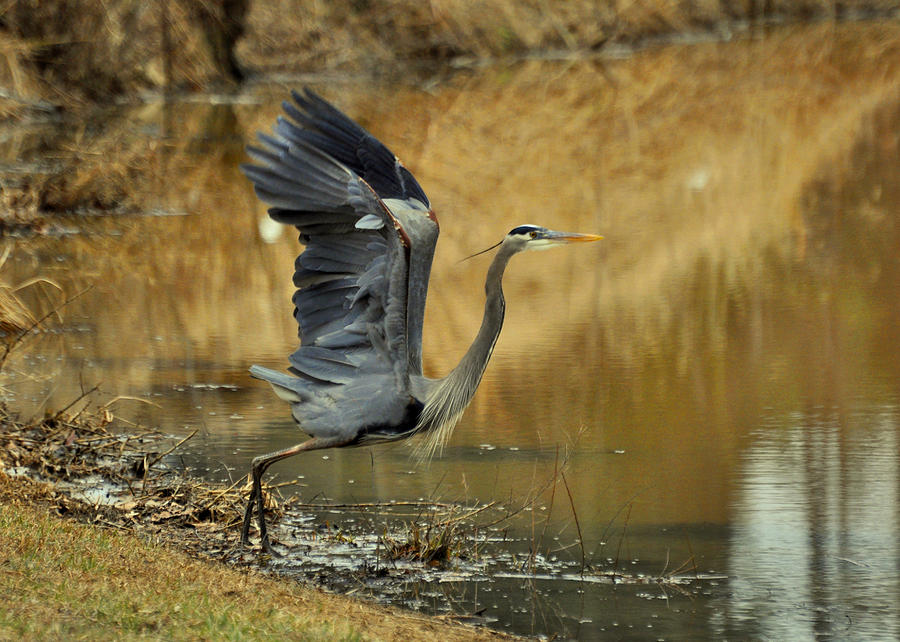 Crane Photograph - Wings Up Heron - 0993c1963f by Paul Lyndon Phillips