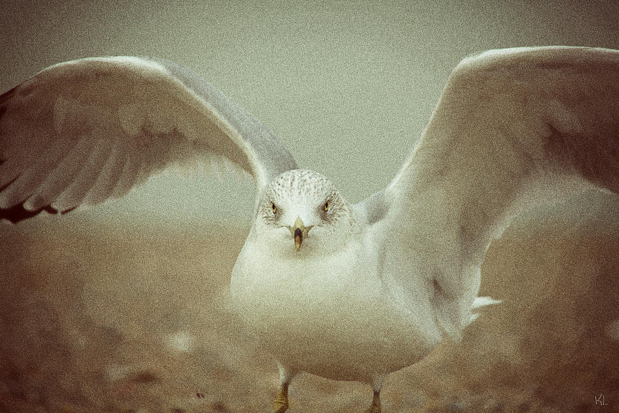 Seagull Photograph - Wings2 by Karol Livote
