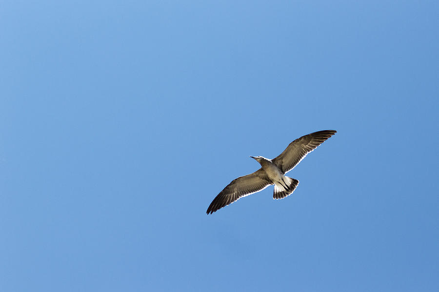 Seagull Photograph - Wingspan by Gaurav Singh