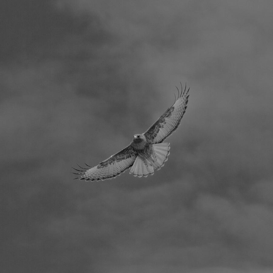 Wingspan In Black And White Photograph