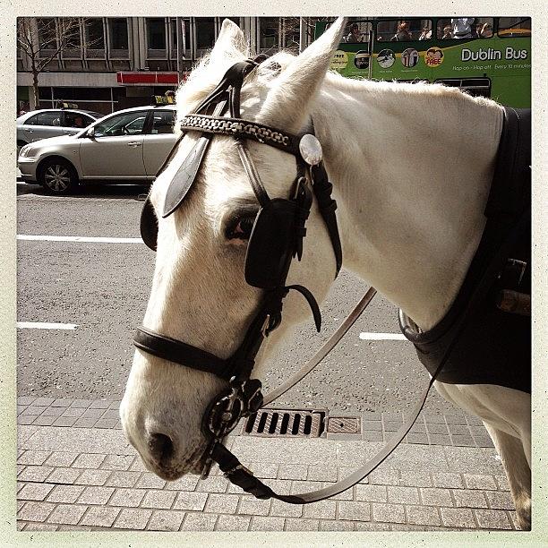 City Photograph - Wink. #horse #portrait #irish #images by Luis Aviles