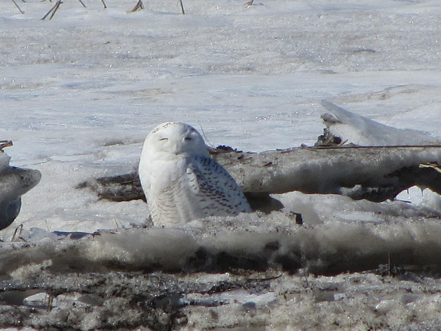 Snowy Owl Photograph - Winking Beauty by Deborah Flusberg Snowy Owl Photograph - Winking Beauty by Deborah Flusberg