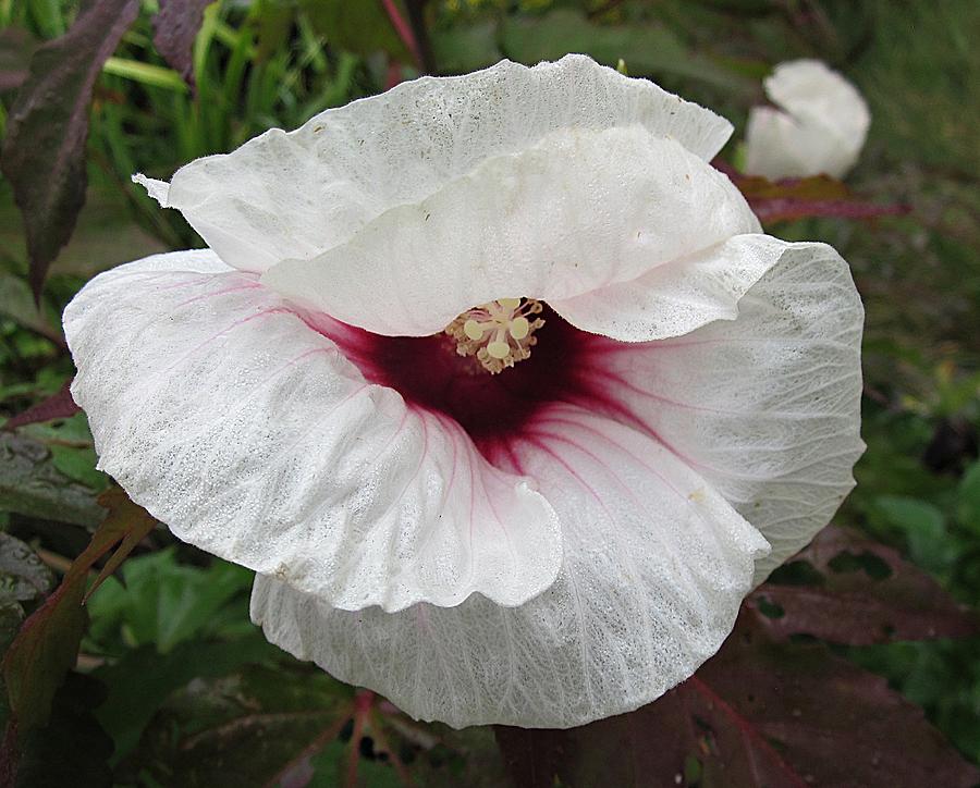 Winking Hibiscus Flower Photograph by MTBobbins Photography