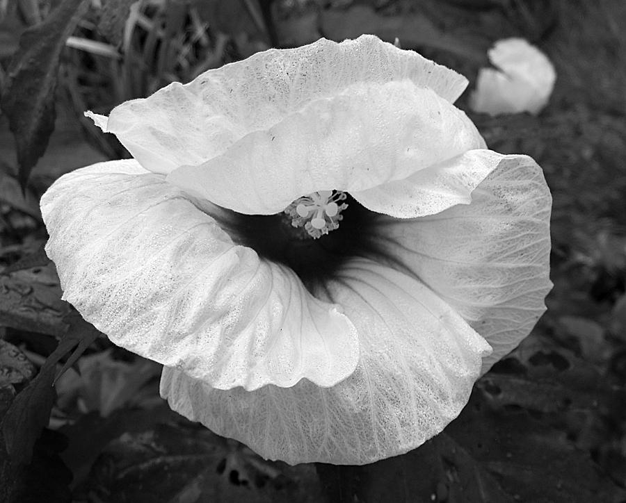 Winking Hibiscus in Grey Tones Photograph by MTBobbins Photography