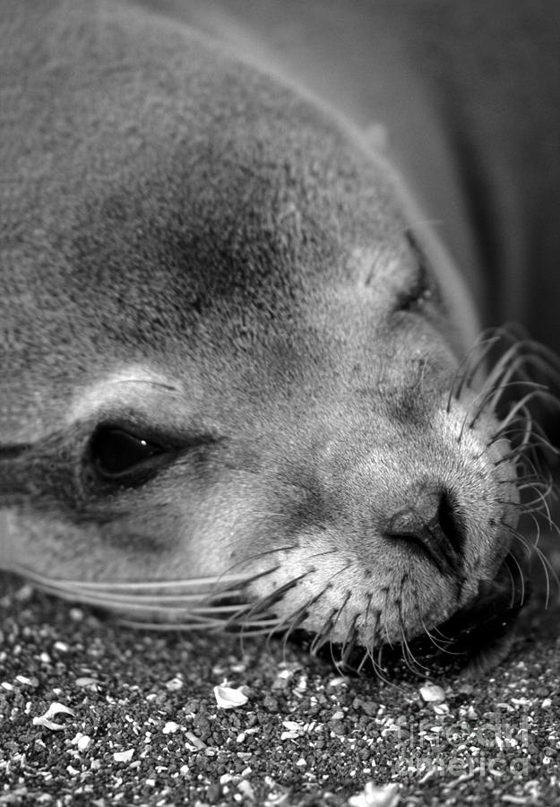 Winking Sea Lion Photograph by Chris Scroggins