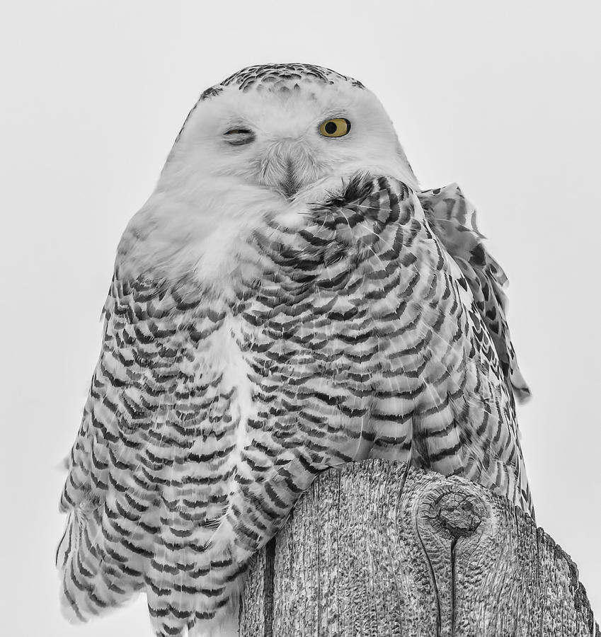 Winking Snowy Owl Black And White Photograph