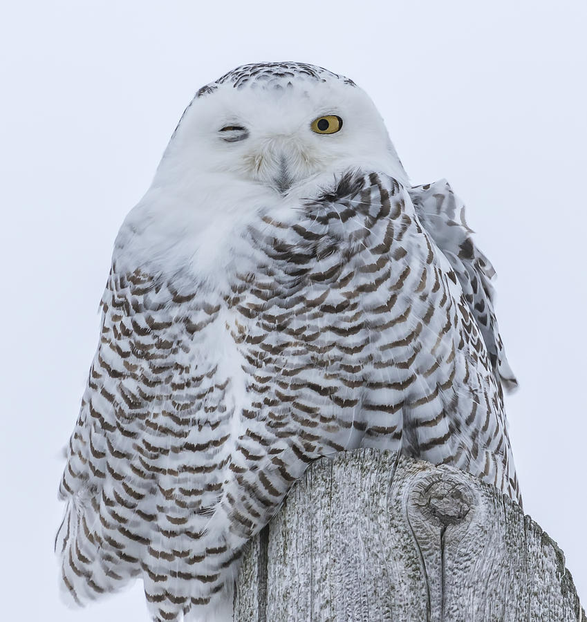 Winking Snowy Owl Photograph by Thomas Young