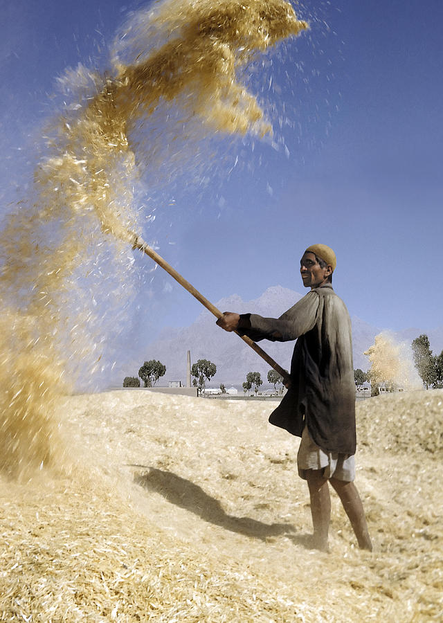 winnowing-wheat-in-iran-david-murphy.jpg