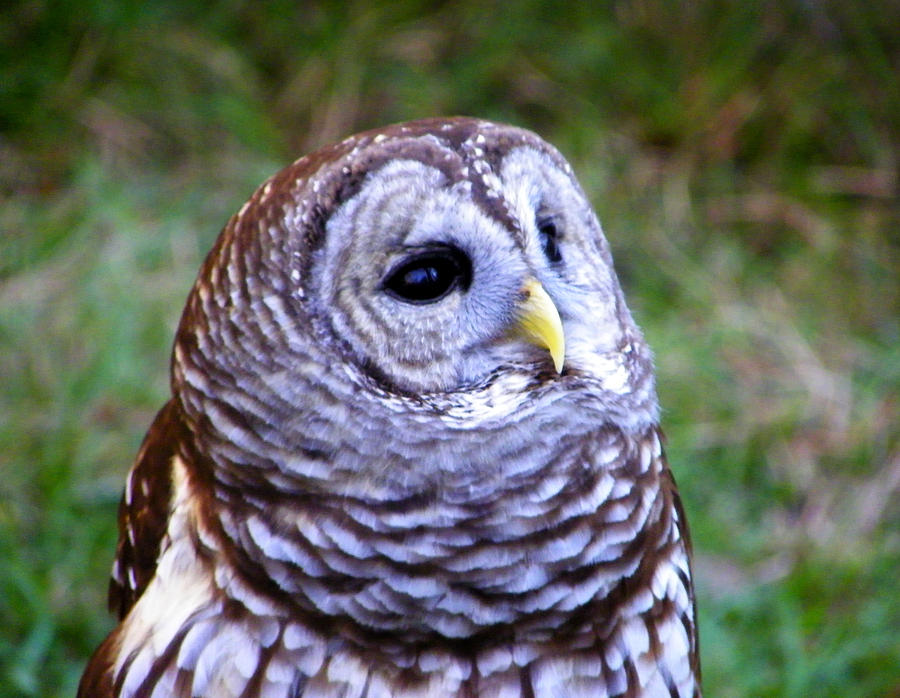 Winsom Barred Owl Photograph by Judy Wanamaker